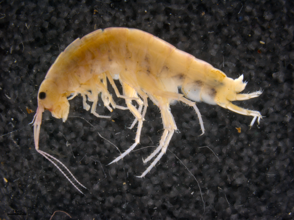A new species of terrestial shrimp, found in the soil and in the trees of the Cyclops Mountains. This shrimp belongs to a lineage that is normally found on the seashore, and it was an enormous surpise to the expedition team when it was discovered living hundreds of meters high up on th slopes of the mountains. 
